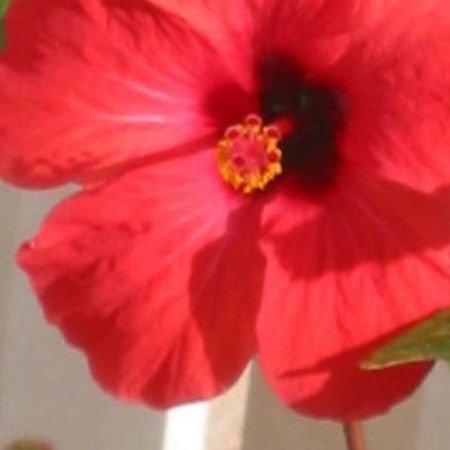 Apartman Hibiskus Бол Екстериор снимка