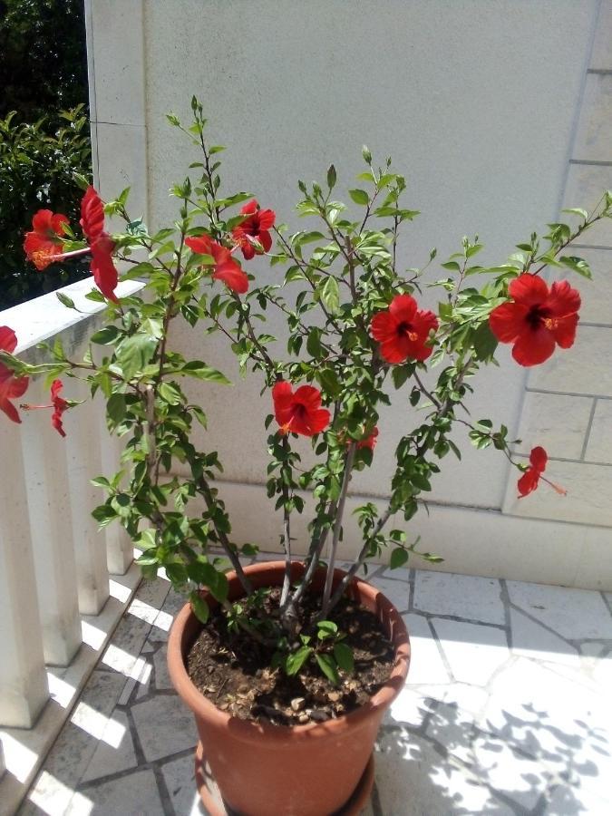 Apartman Hibiskus Бол Екстериор снимка