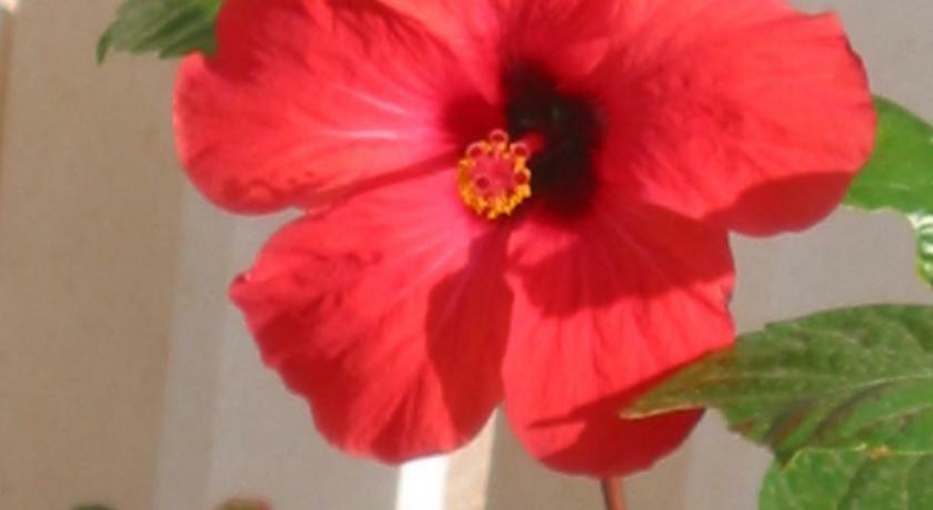 Apartman Hibiskus Бол Екстериор снимка