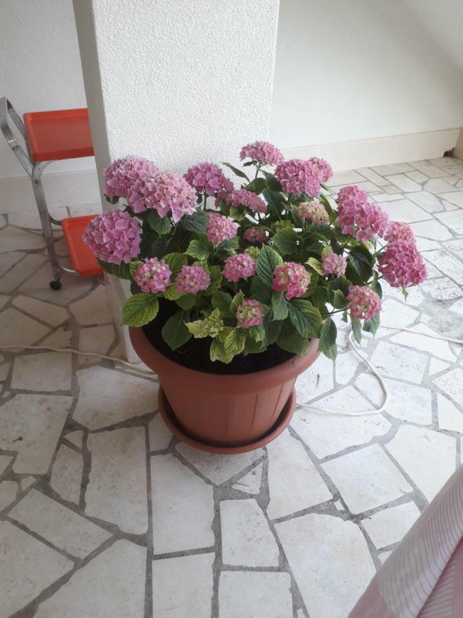 Apartman Hibiskus Бол Екстериор снимка